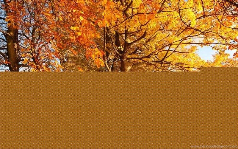 Scotland, Motherwell, Nature Forest Autumn, Trees, Yellow Leaves ...
