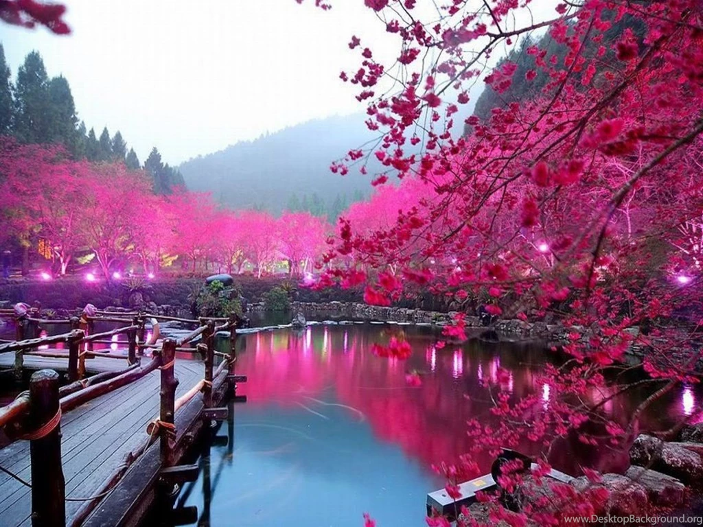 Japan Sakura Pond Cherry Trees Blossoms Pixelparty Bullsh!ft ...