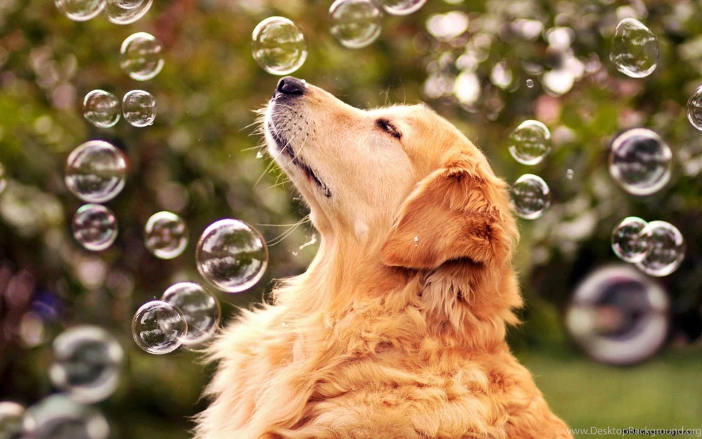 Dog Desktop Wallpapers
