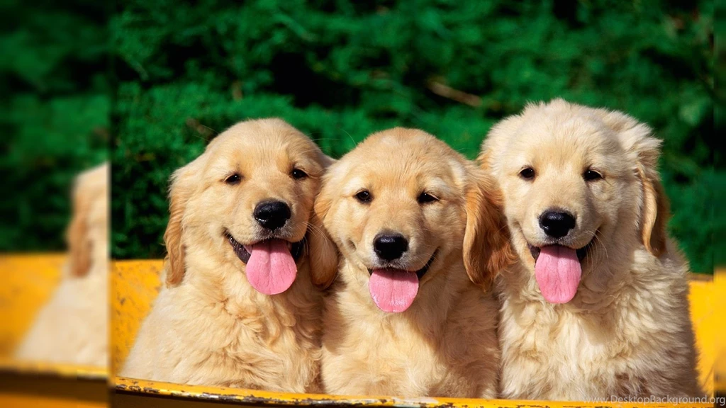 Dog Desktop Wallpapers