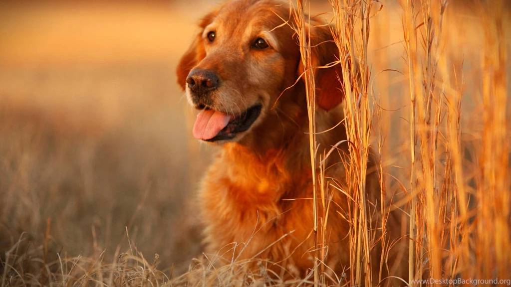 Dogs Wallpapers HD Pictures
