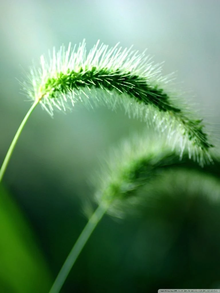Fresh Wild Plants HD Desktop Wallpapers : High Definition ...
