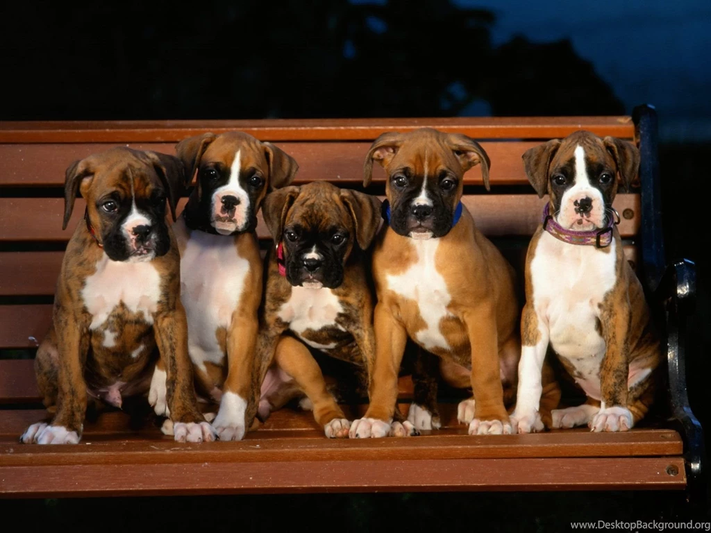 Boxer Dog Desktop Wallpapers
