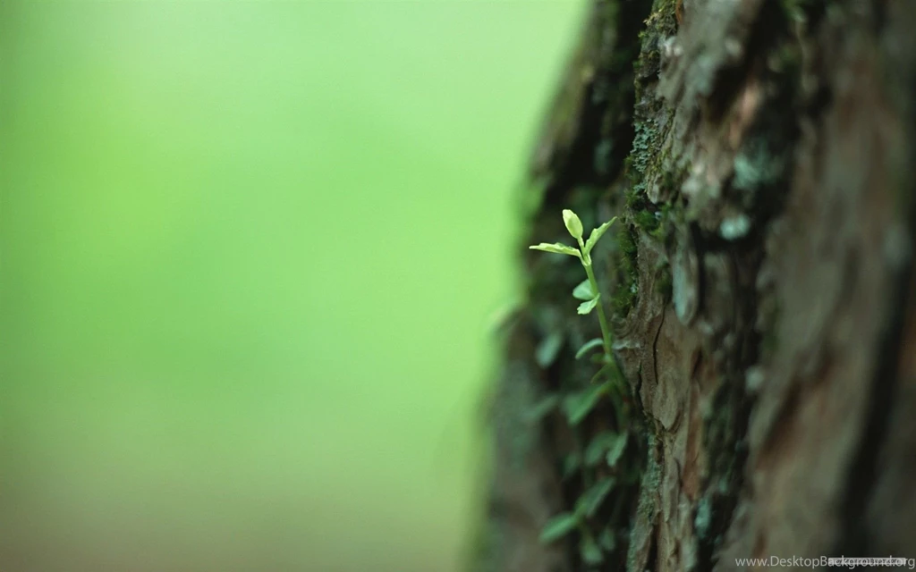Free Wallpapers Free Nature Wallpapers The Fresh Green Shoots ...