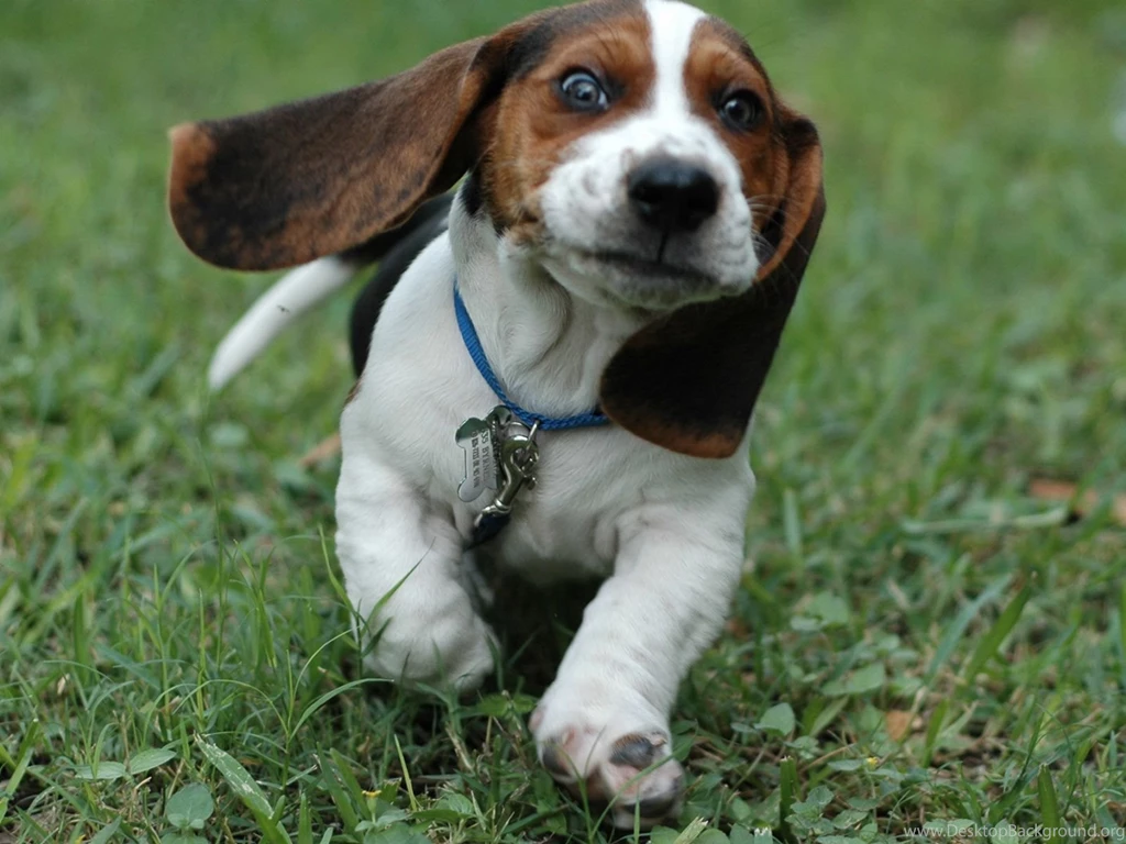 Dog Images Hd For Desktop Backgrounds 1