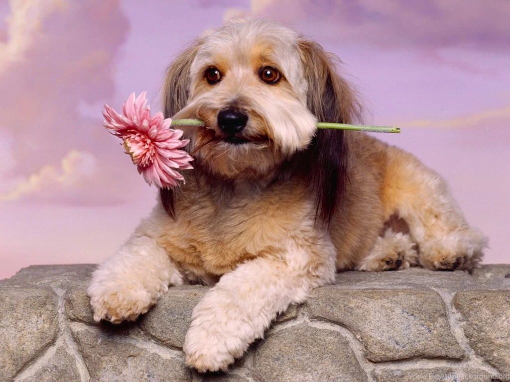 Jarman safed dog