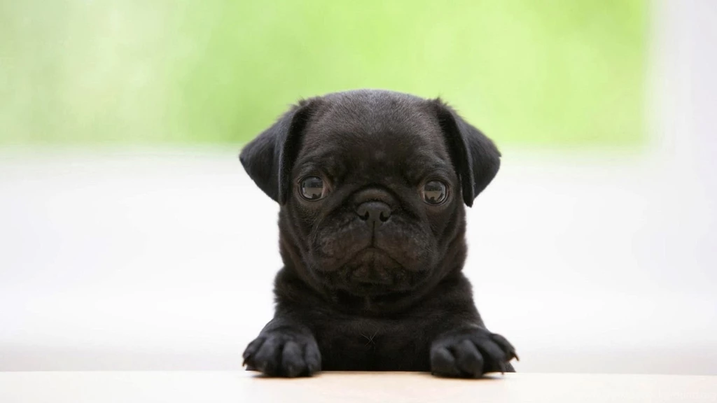 Pug Dog Wallpapers 135003