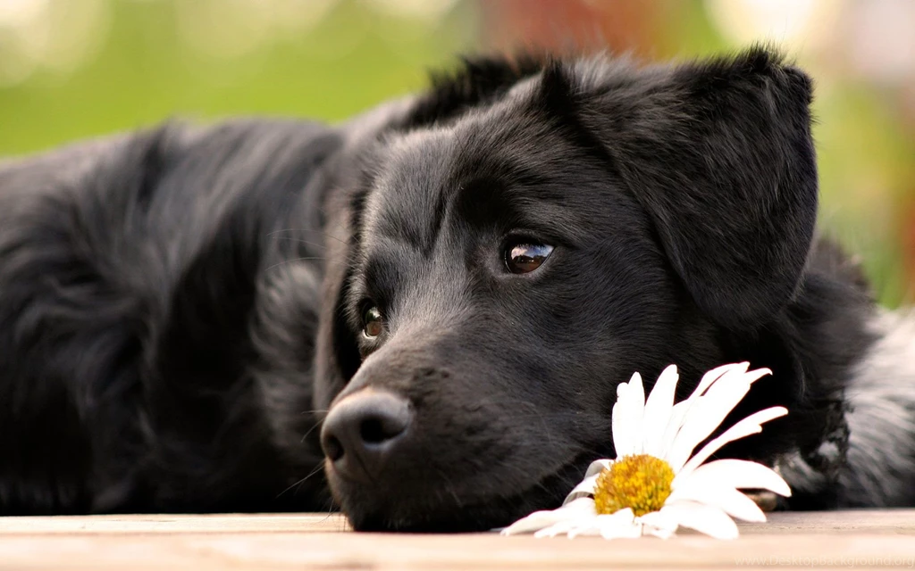 Free Cute Black Dog With Flower Computer Desktop Wallpapers ...