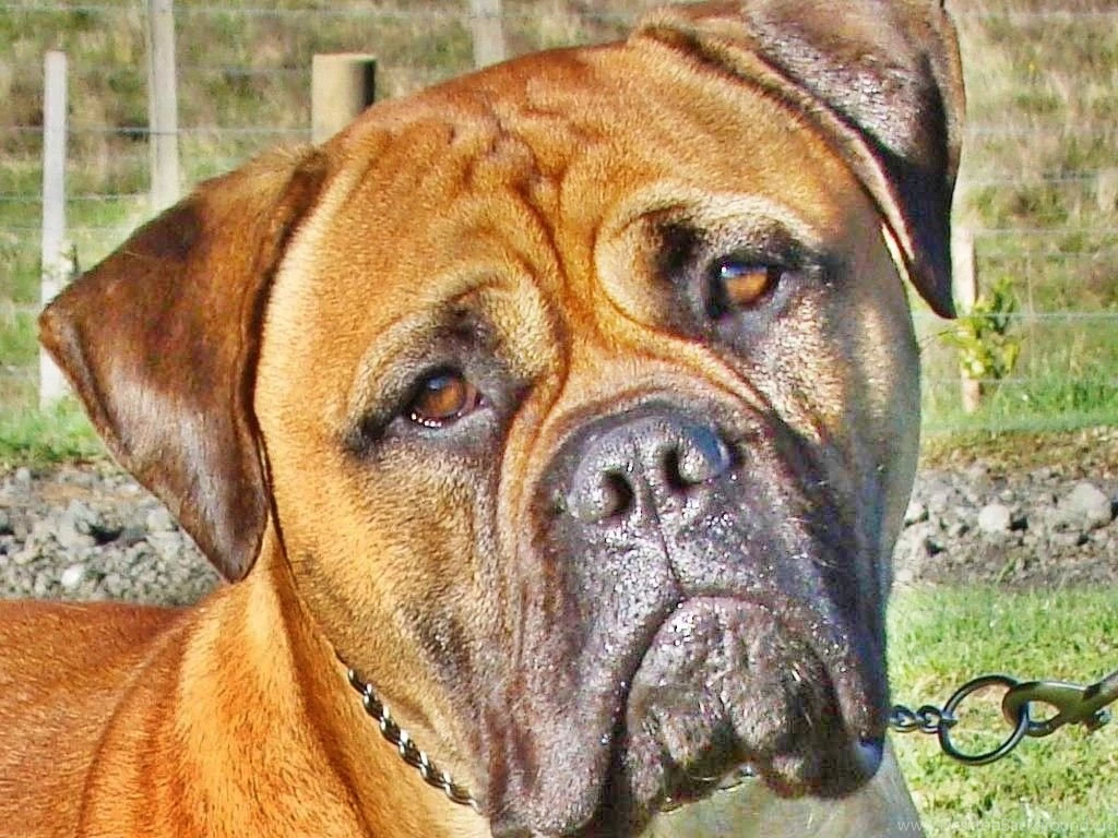 Bullmastiff Dog HD Desktop Wallpapers