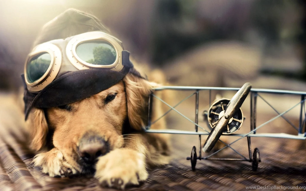 Free Pilot Dog Desktop Wallpapers 25601600
