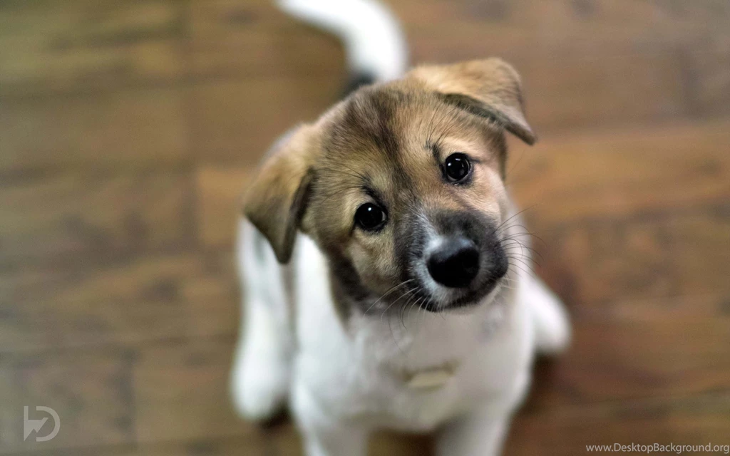 Widescreen Wallpapers Cute Dog Desktop Wallpapers 1920 X 1200 421 ...