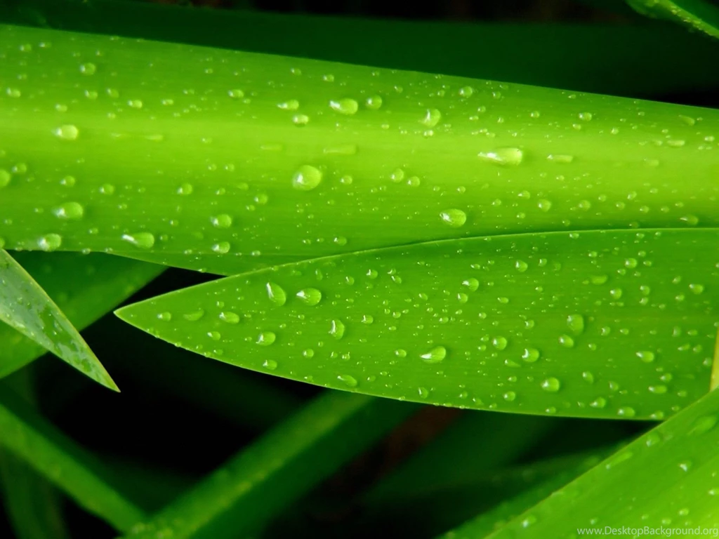 Fresh hd green wallpapers.jpg