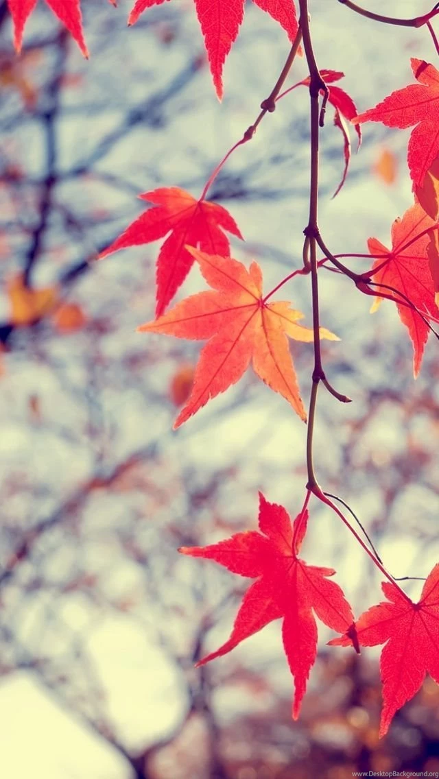 Autumn Scene Red Leaves iPhone 5 Wallpapers