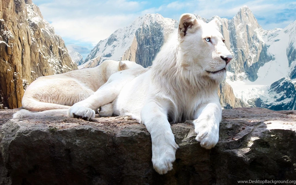 Snow Lion Wallpapers