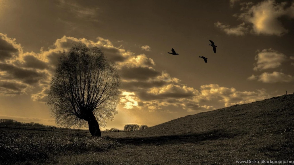 Trees Birds Fields Lonely Wallpapers