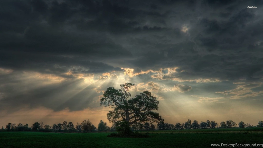 Sunshine On Lonely Tree Wallpapers   Nature Wallpapers