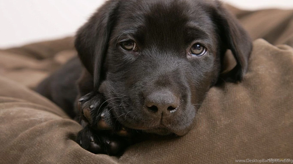 Cute Chocolate Lab Puppies Wallpapers Chocolate Lab Puppies ...