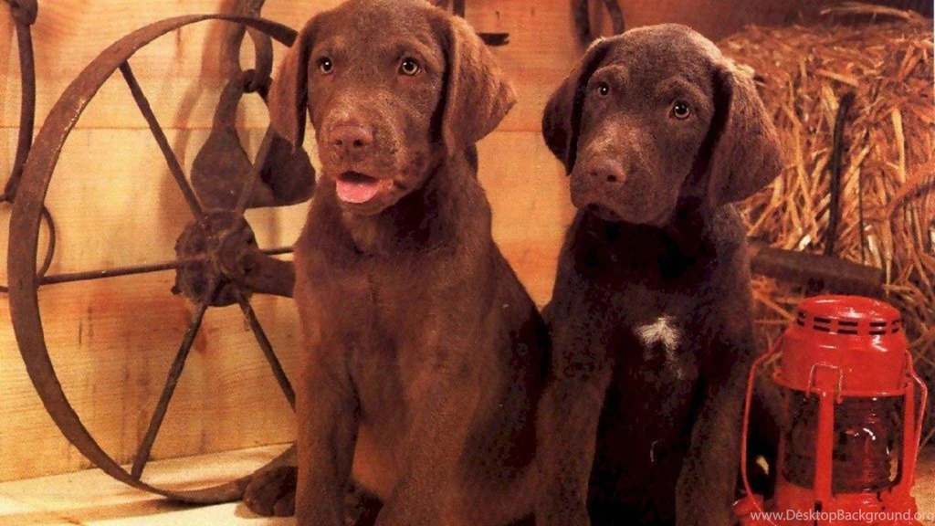 Labrador Wallpapers >> Backgrounds With Quality HD