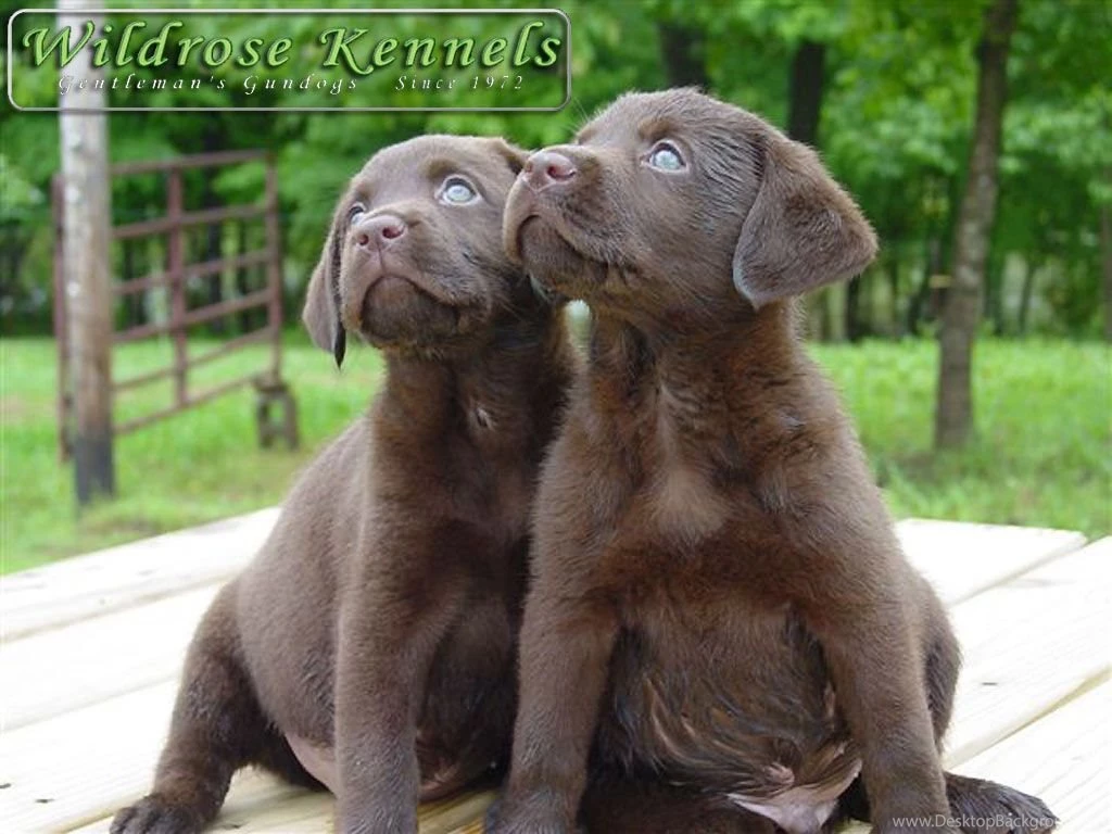 Wildrose Kennels Free Montly Retriever Wallpapers