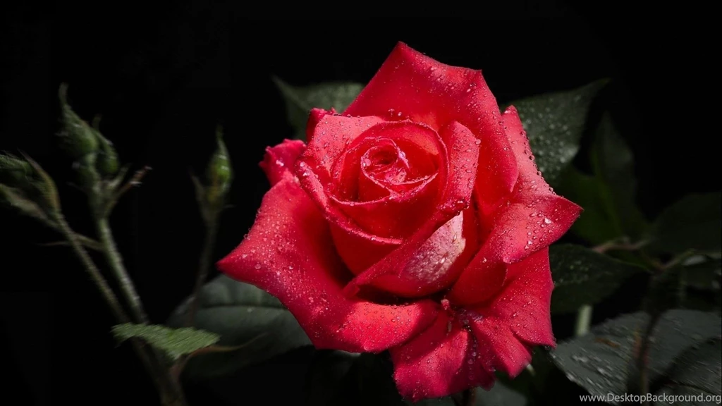 Rose Flower Background Images HD Wallpaper.jpg