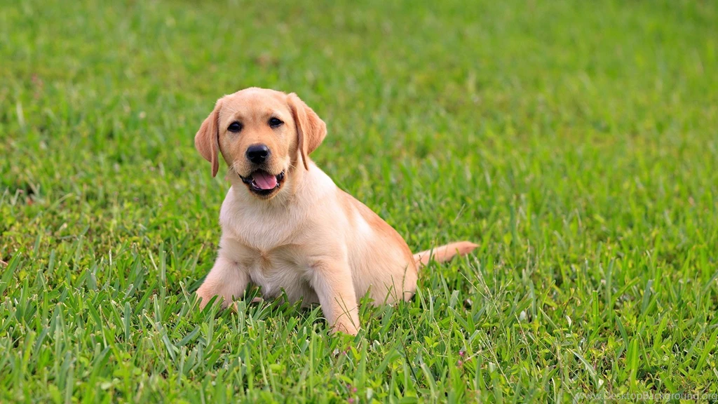 Labrador Retriever Wallpapers In HD Cute Lab