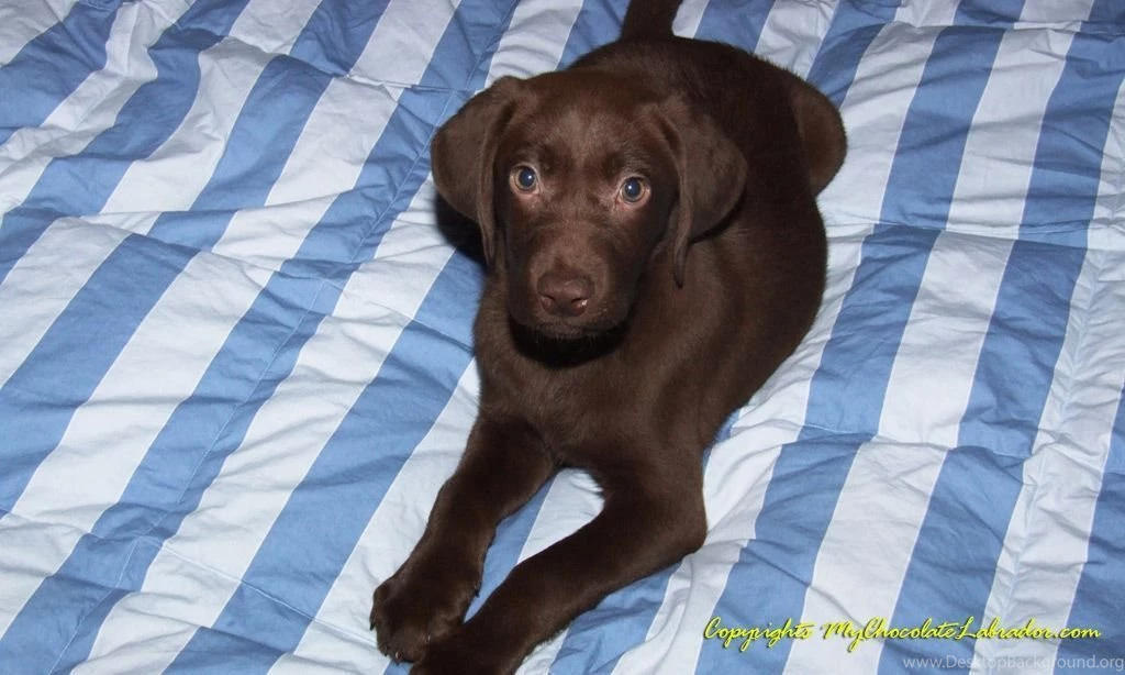 Free Chocolate Labrador Wallpapers
