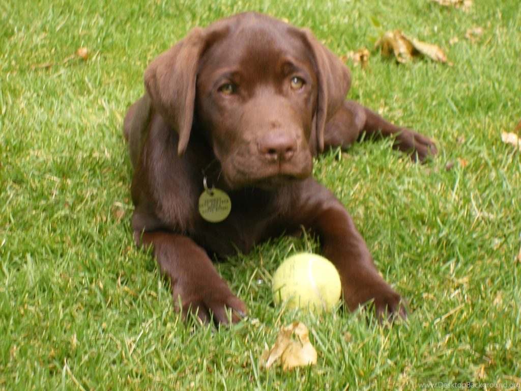 Free Puppies: Chocolate Lab Puppies