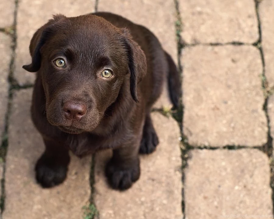 6 Cute Chocolate Labrador Puppies Images