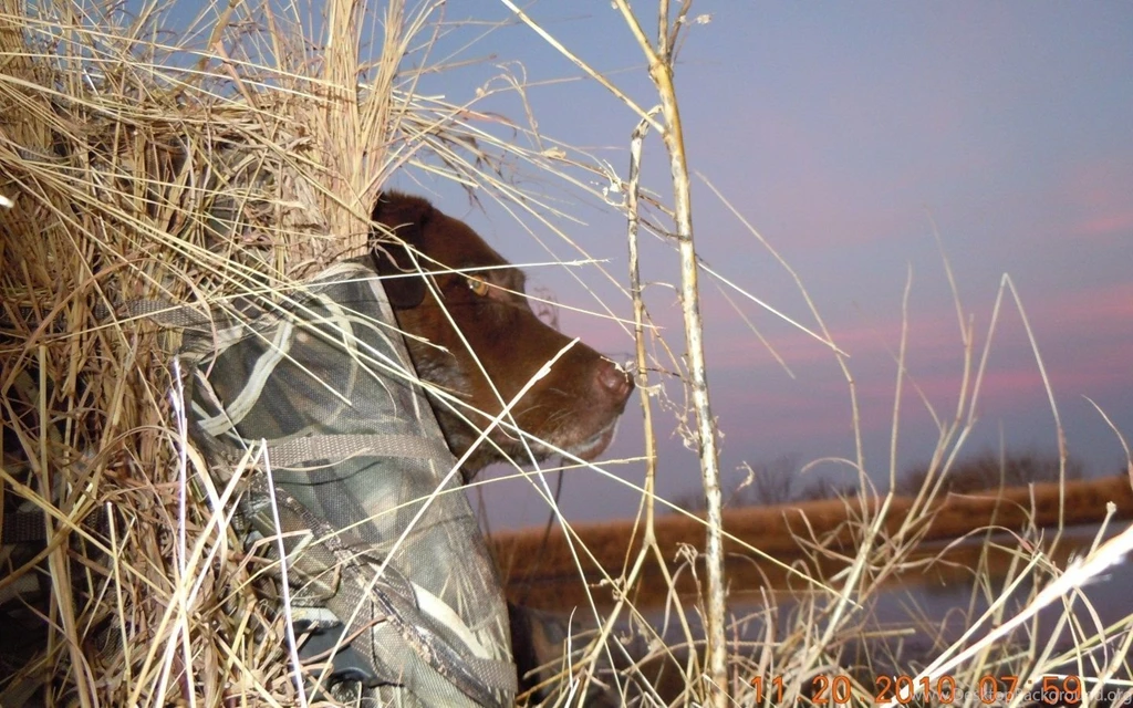 Windows Photo Gallery Wallpapers — DuckCreek Silver Labradors & Gun ...