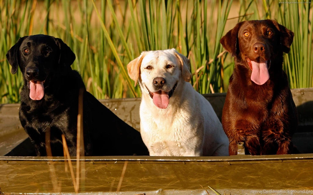 44 Labrador Retriever HD Wallpapers