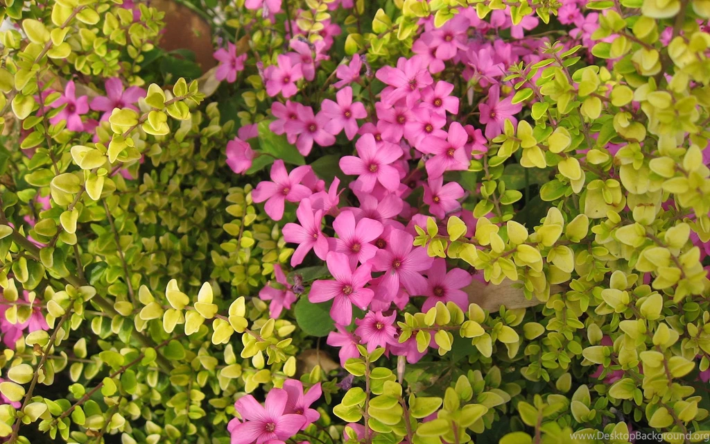 Jasmine Flower Wallpapers Wide