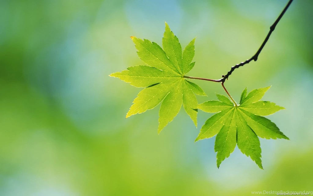TM.Wallpapers Wide Wallpapers E HD Wallpapers Green Leaves ...