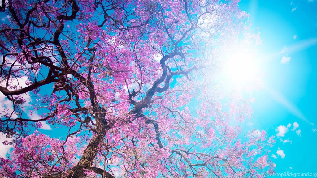 Download Wallpapers 3840x2160 O hanami, Blossom Festival And To ...
