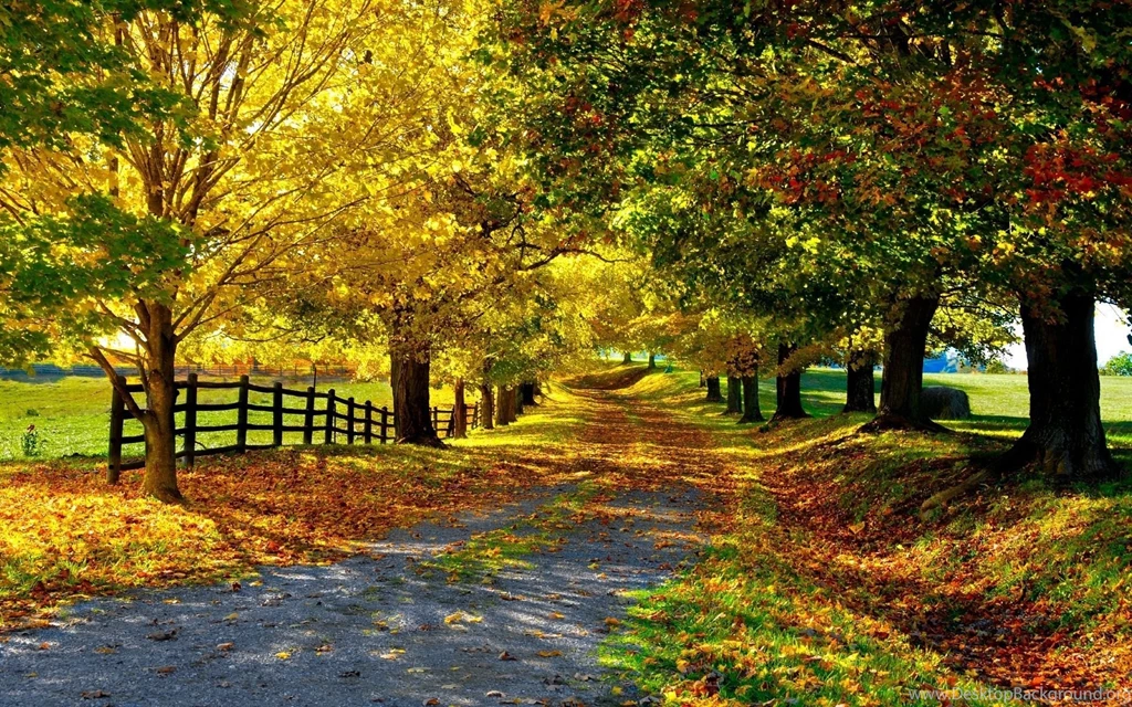 131 Fall HD Wallpapers