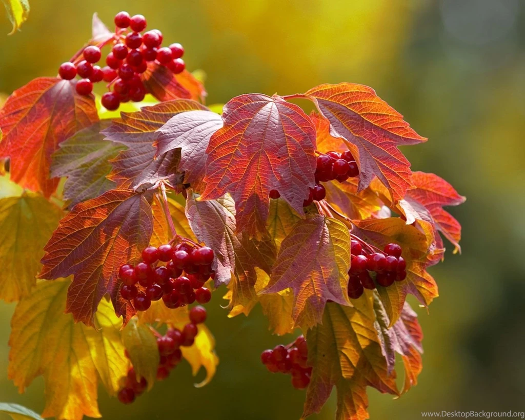 Leaves And Berries In The Fall Backgrounds Wallpapers