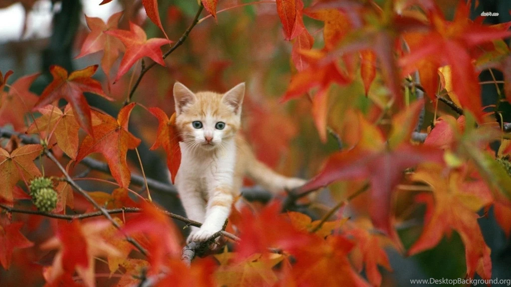 Fall With Animal HD Wallpapers For Mac 4022   Amazing Wallpaperz