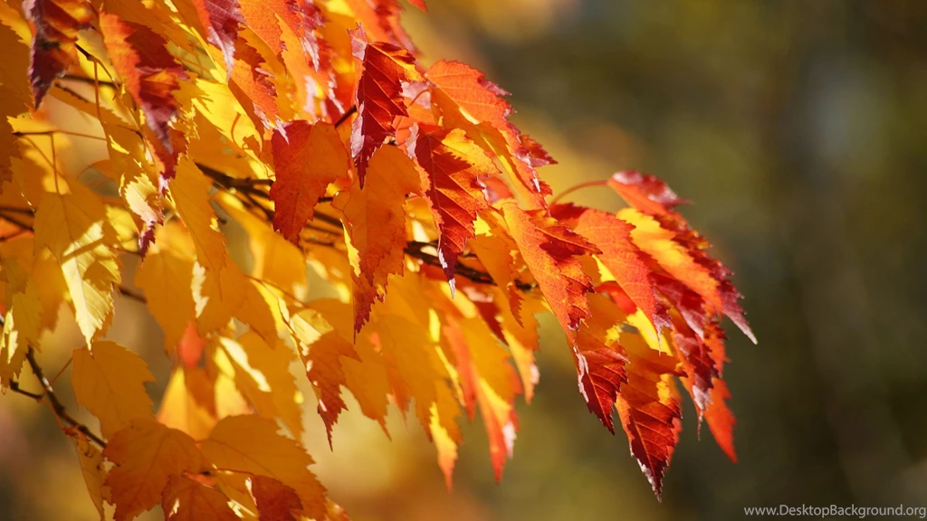 Download Wallpapers 2560x1440 Leaves, Autumn, Dry Mac iMac 27 HD ...