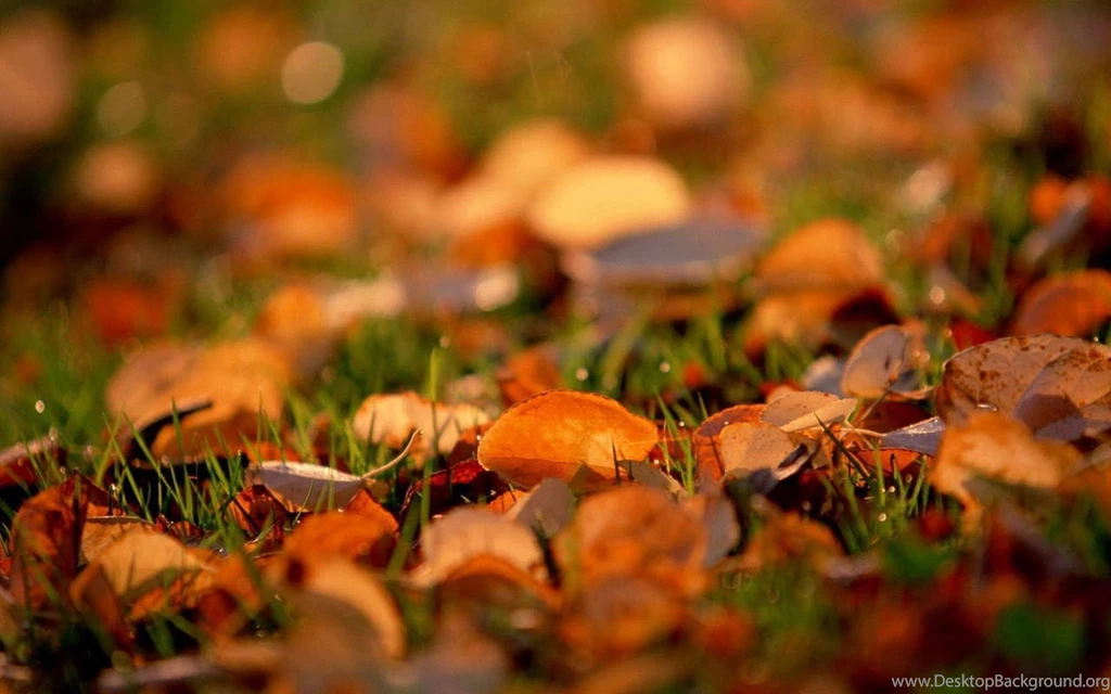 Autumn Archives   Page 4 Of 4   HD Wallpapers Source