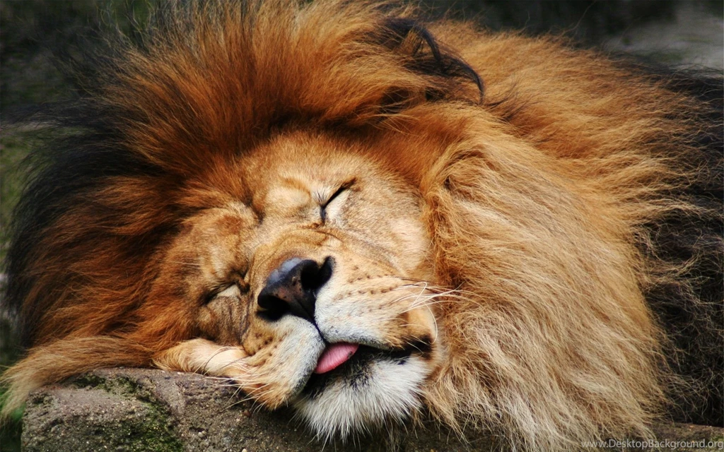Beautiful Lion Wallpapers In High Definition Ready For Your Desktop