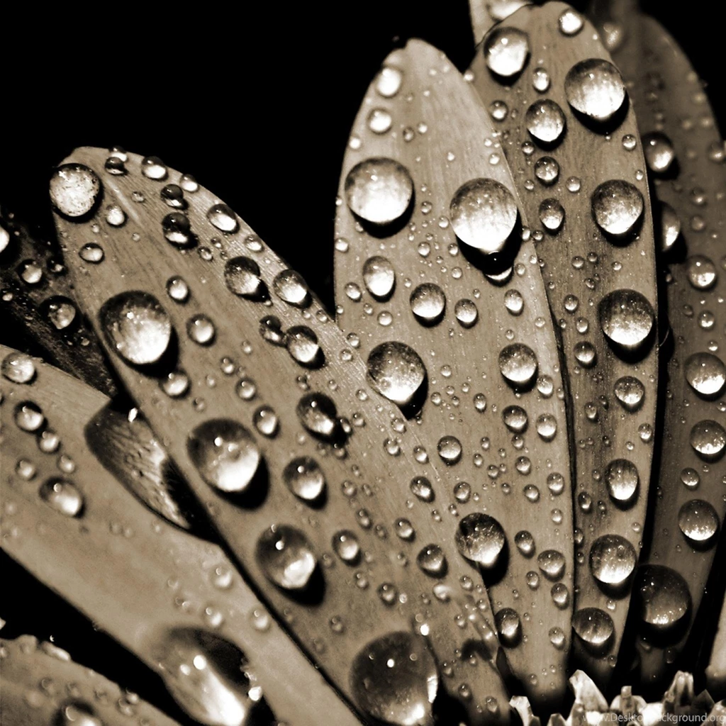iPad Air Wallpapers