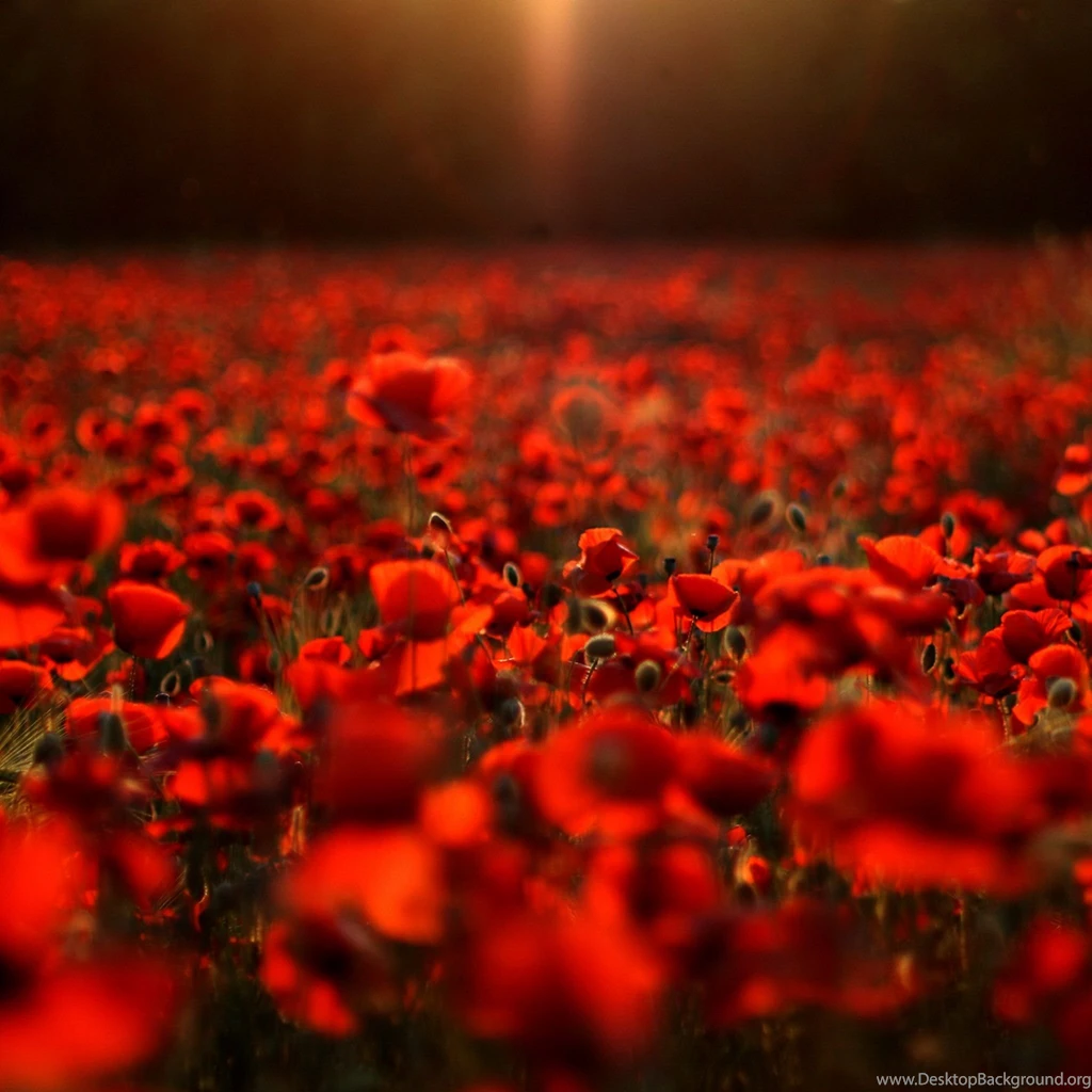 iPad Air Wallpapers