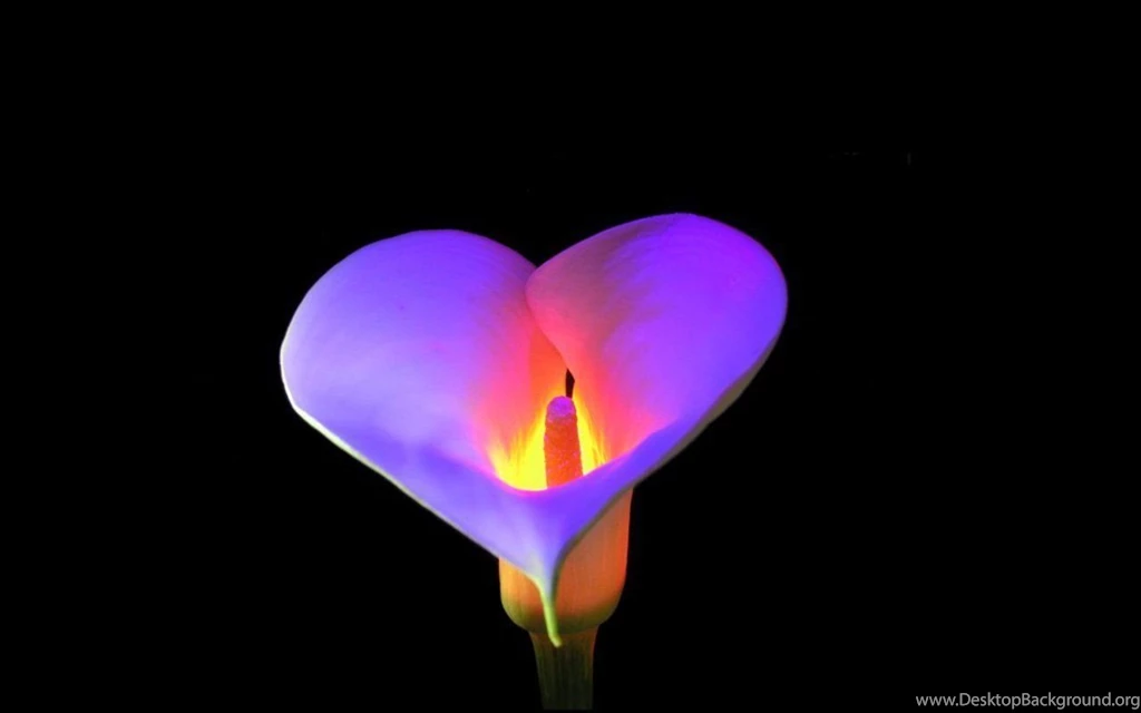 Glowing With Color   Bright Colors Wallpapers (18999573)   Fanpop