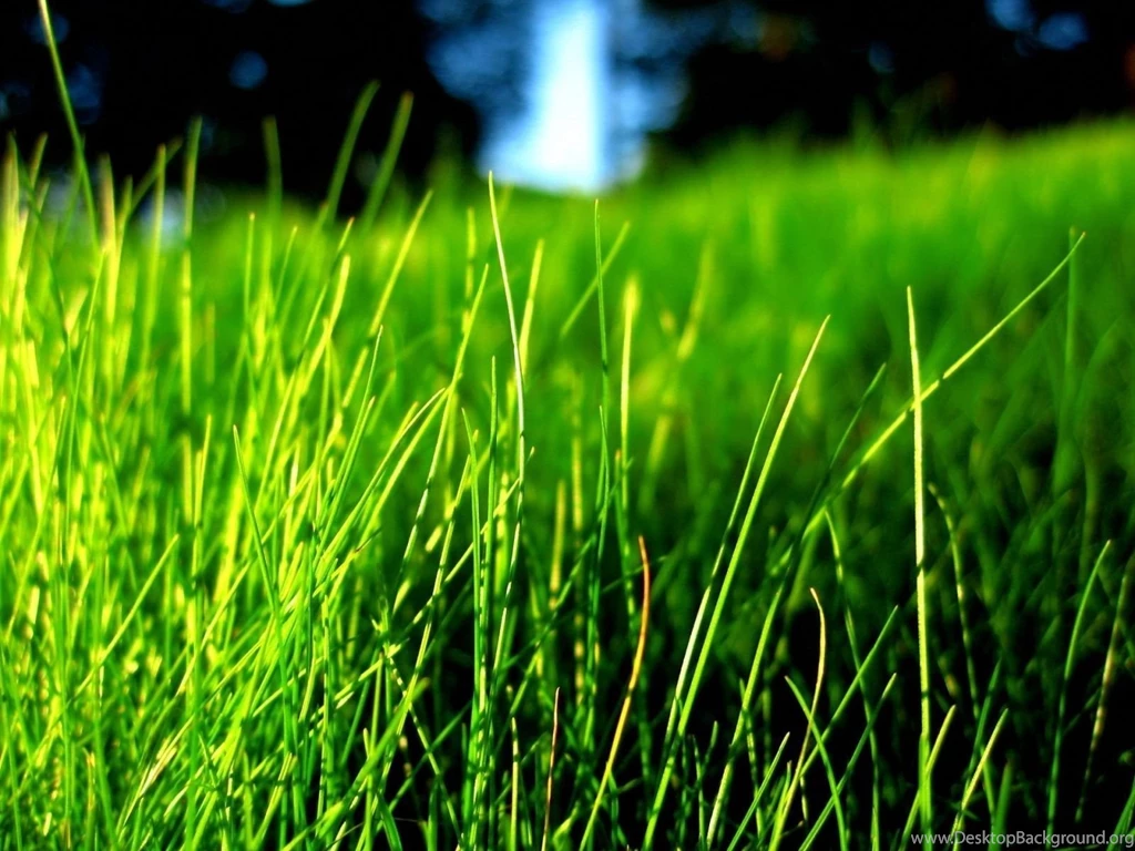Green Grass :) Bright Colors Wallpapers (20523848) Fanpop