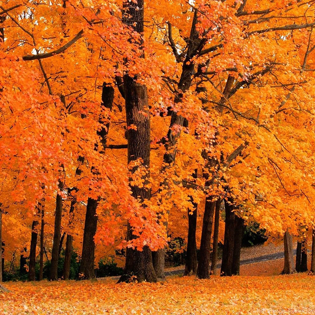 Fall ipad wallpaper 5.jpg