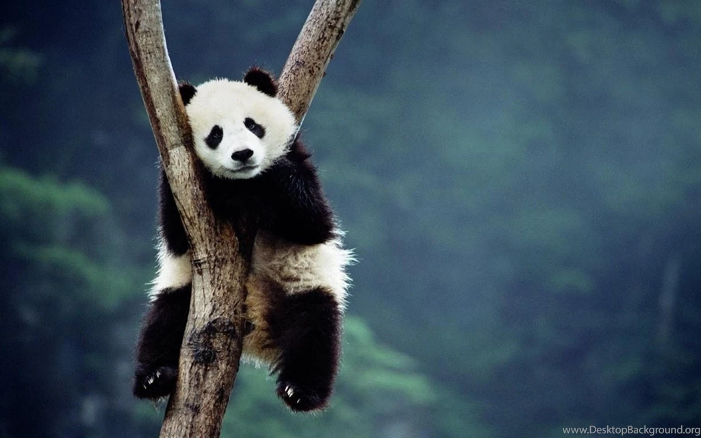 Panda Wallpapers Backgrounds.jpg