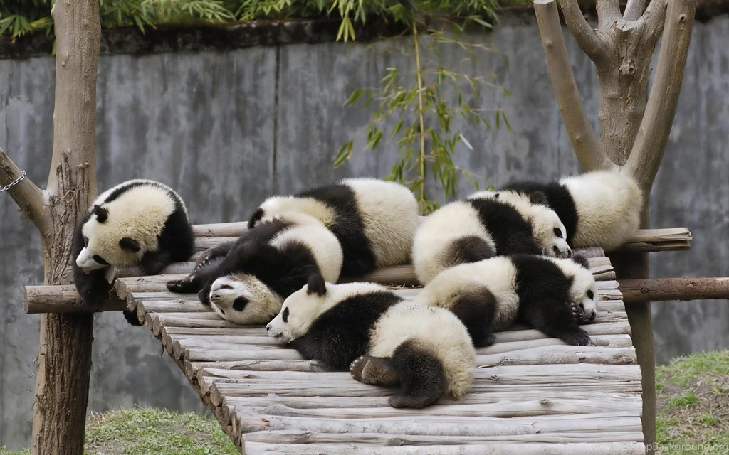 Panda HD Wallpapers