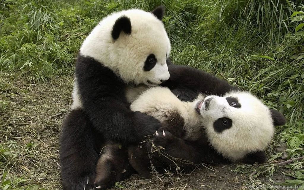 Cute Baby Panda Playing Wallpaper.