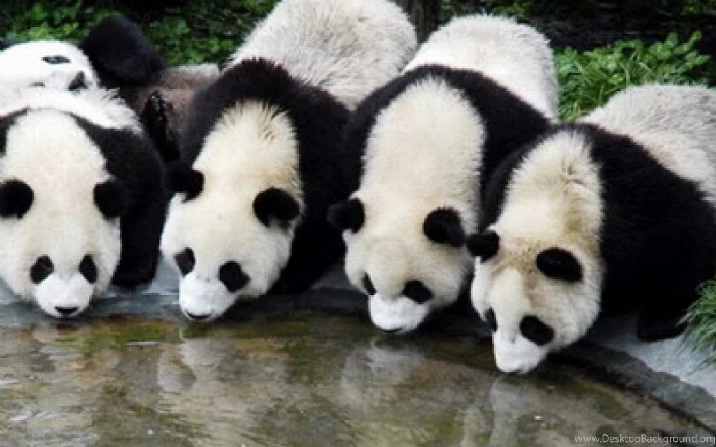 Cute Pictures Of Baby Pandas HD Wallpapers And Pictures