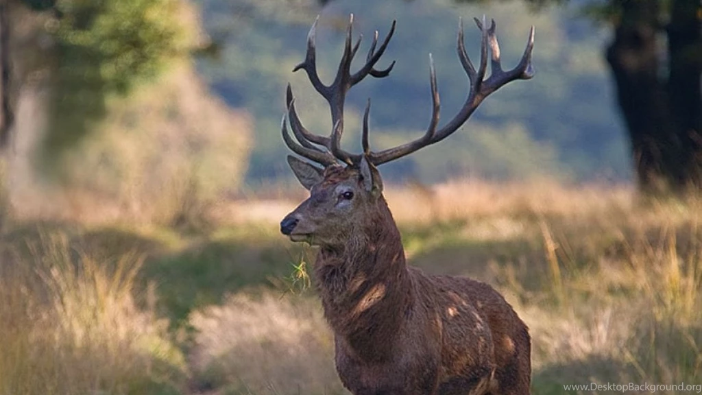 Deer Wallpaper Backgrounds