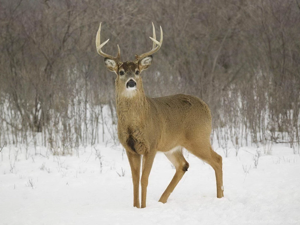 Whitetail Deer Backgrounds